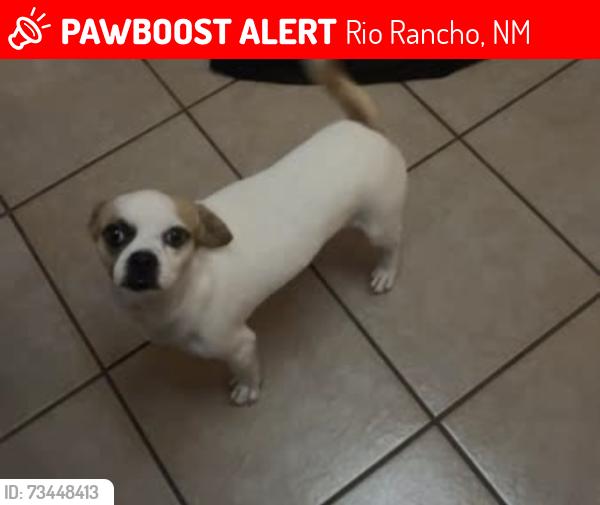 Lost Male Dog last seen Cabezon!! Unser, Southern, 😩, Rio Rancho, NM 87124