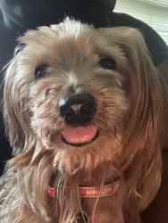 Lost Female Dog last seen Albany Ave, Richmond, VA 23224