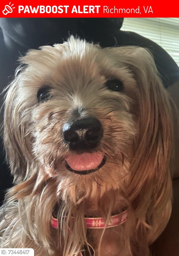 Lost Female Dog last seen Albany Ave, Richmond, VA 23224
