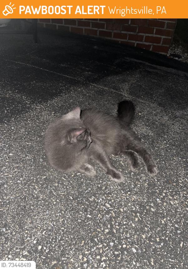 Found/Stray Female Cat last seen Cool creek apmts, Wrightsville, PA 17368