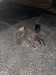 Found/Stray Female Cat last seen Cool creek apmts, Wrightsville, PA 17368
