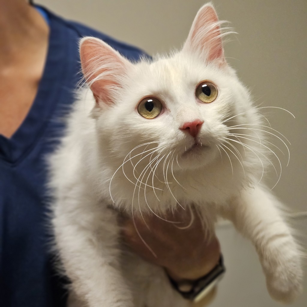 Shelter Stray Female Cat last seen Near Baldwin Street, OAKLAND, CA, 94621, 8323 Baldwin St, Oakland, CA 94621, USA