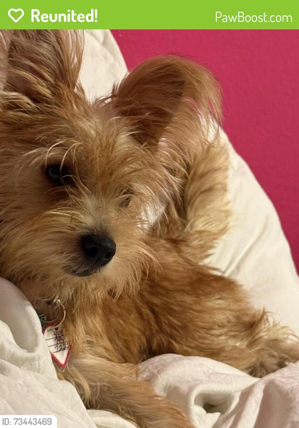 Reunited Female Dog last seen Corderas, San Jose, CA 95127, San José, CA 95127