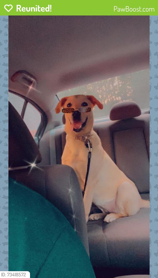 Reunited Female Dog last seen Near providence way lawrenceville ga 30046, Lawrenceville, GA 30046