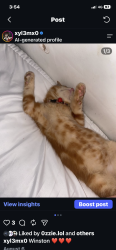 Reunited Male Cat last seen Burnley road, Luddenden Foot, England HX2 6HN