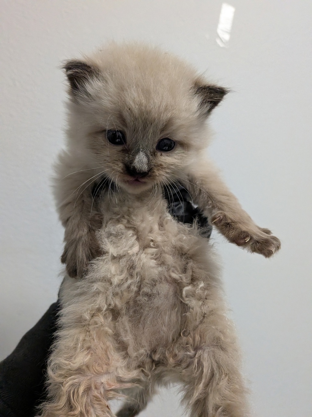 Shelter Stray Male Cat last seen Near Newton Avenue, San Diego, CA, 92113, 5500 Gaines St, San Diego, CA 92110, USA