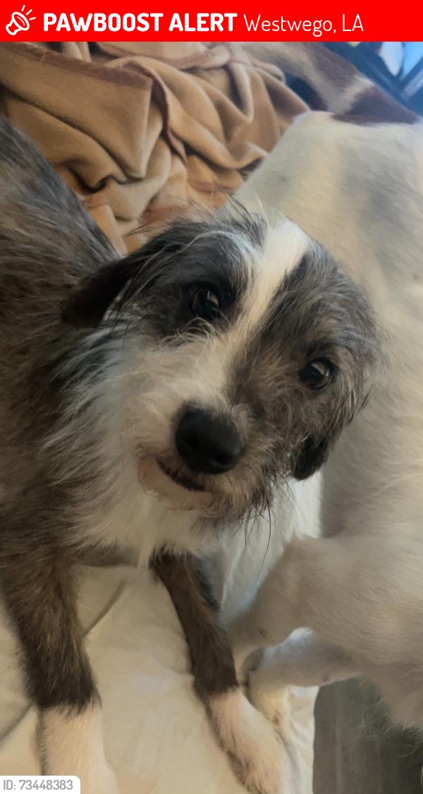 Lost Male Dog last seen Next to “Dynamic Physical Therapy” & close to a Sonic drive in, Westwego, LA 70094