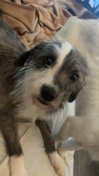 Lost Male Dog last seen Next to “Dynamic Physical Therapy” & close to a Sonic drive in, Westwego, LA 70094