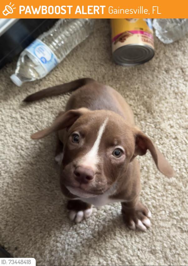 Found/Stray Male Dog last seen Enclave apmts, Gainesville, FL 32608