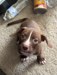 Found/Stray Male Dog last seen Enclave apmts, Gainesville, FL 32608