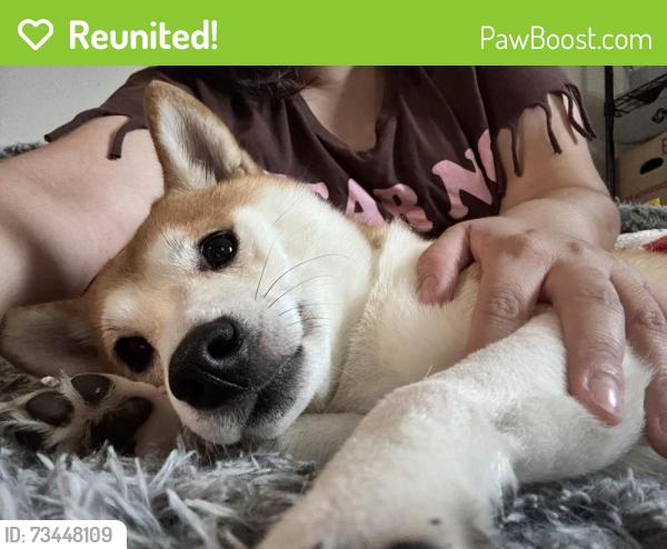 Reunited Male Dog last seen Frankstown Rd, Pittsburgh, PA 15235