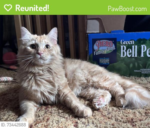 Reunited Male Cat last seen Briarlake rd & Ramble Labe, Decatur, GA 30033