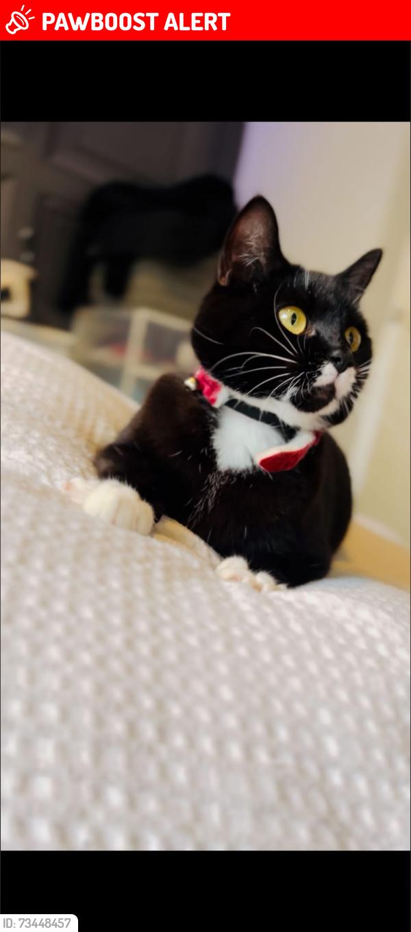 Lost Female Cat last seen Southfields, West Northamptonshire, England NN3 5DJ