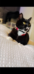 Lost Female Cat last seen Southfields, West Northamptonshire, England NN3 5DJ
