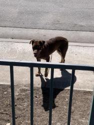 Found/Stray Unknown Dog last seen Togninali ln, Stockton, CA 95206