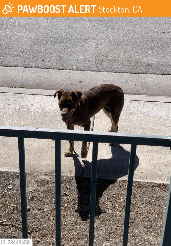 Found/Stray Unknown Dog last seen Togninali ln, Stockton, CA 95206