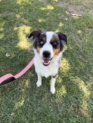 Found/Stray Unknown Dog last seen Old Farm & Noriega, Bakersfield, CA 93312