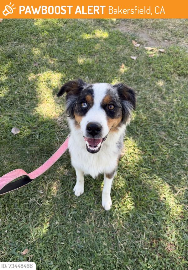 Found/Stray Unknown Dog last seen Old Farm & Noriega, Bakersfield, CA 93312