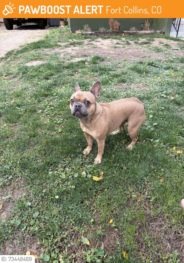 Found/Stray Female Dog last seen Mulberry, Fort Collins, CO 80521