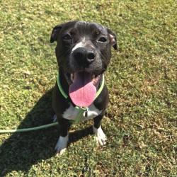 Shelter Stray Male Dog last seen , 328 Furman Hall Rd, Greenville, SC 29609, USA