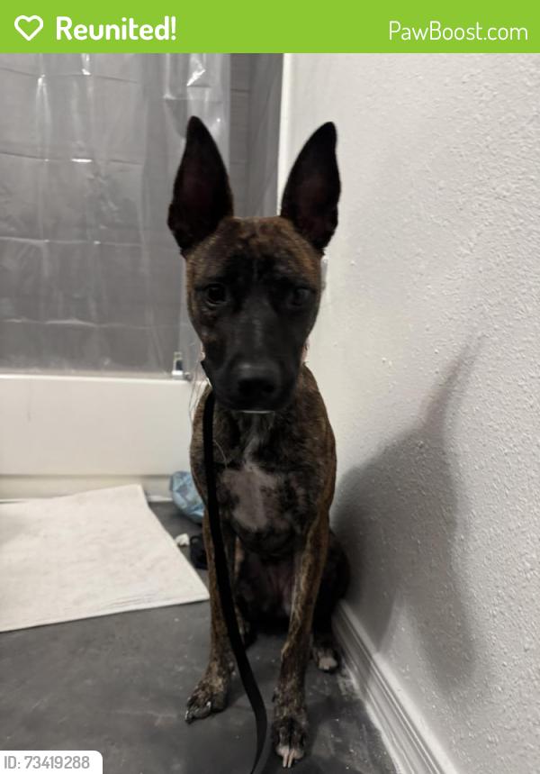 Reunited Female Dog last seen Kyrene and baseline, Tempe, AZ 85283