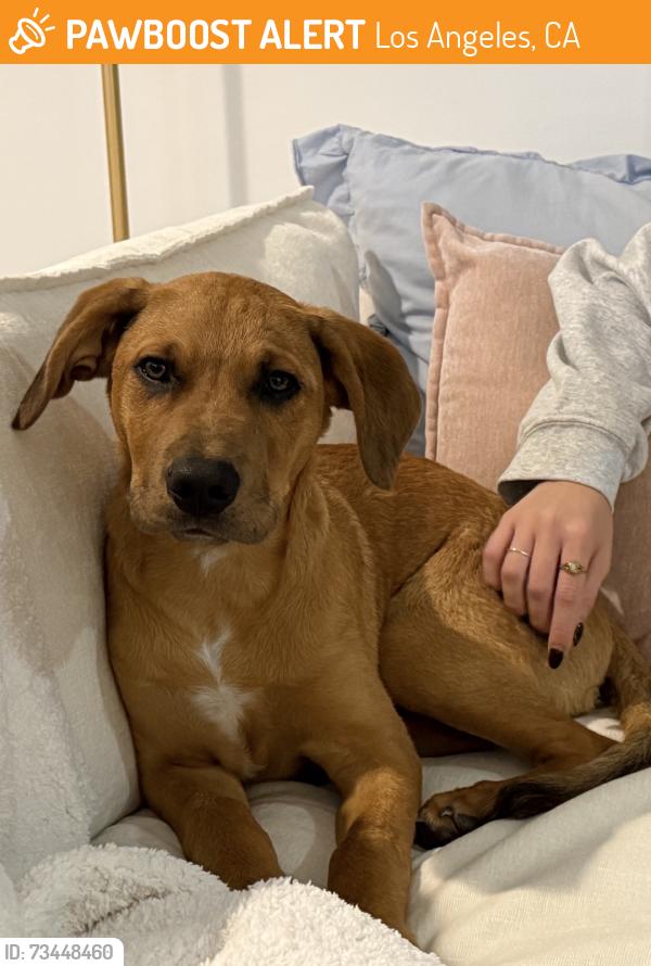 Found/Stray Male Dog last seen Near Lincoln Blvd, Los Angeles, CA 90045, Los Angeles, CA 90045