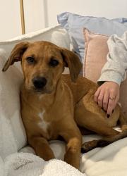 Found/Stray Male Dog last seen Near Lincoln Blvd, Los Angeles, CA 90045, Los Angeles, CA 90045