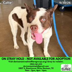 Shelter Stray Female Dog last seen , 3307 S Eisenhower Pkwy, Denison, TX 75020, USA