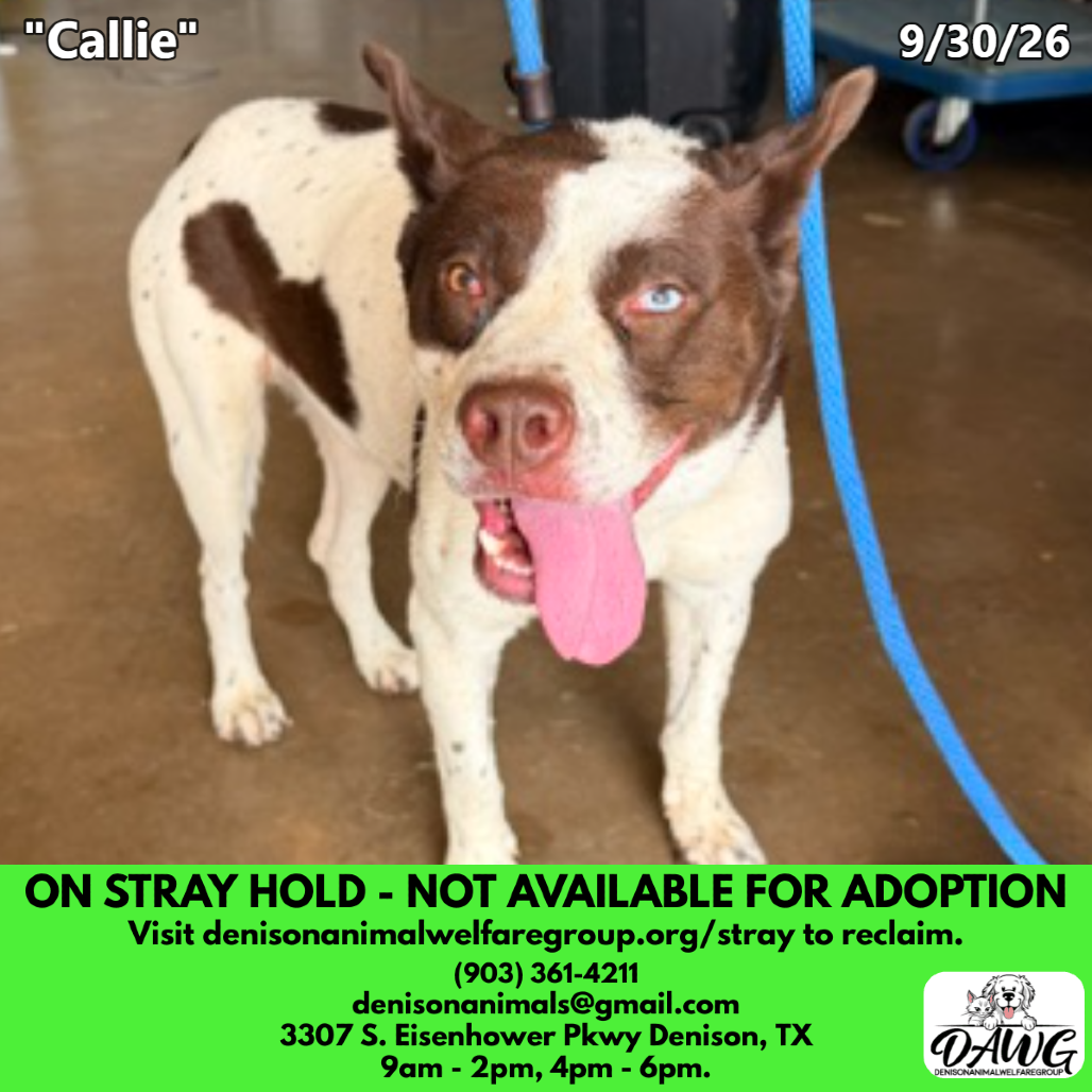 Shelter Stray Female Dog last seen , 3307 S Eisenhower Pkwy, Denison, TX 75020, USA