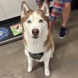 Shelter Stray Female Dog last seen , 3607 N Armenia Ave, Tampa, FL 33607, USA