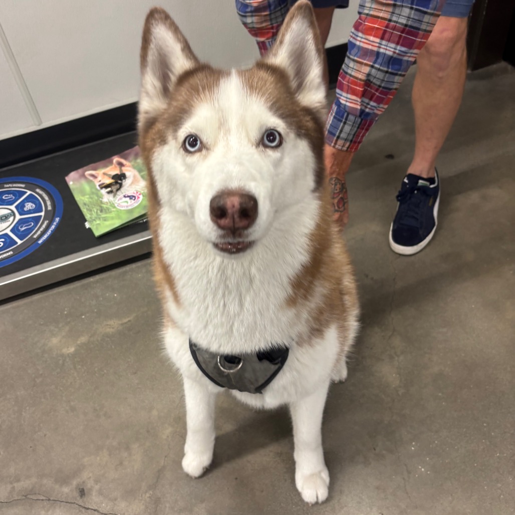 Shelter Stray Female Dog last seen , 3607 N Armenia Ave, Tampa, FL 33607, USA