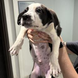 Shelter Stray Male Dog last seen , 3607 N Armenia Ave, Tampa, FL 33607, USA