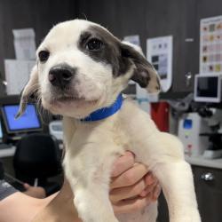 Shelter Stray Male Dog last seen , 3607 N Armenia Ave, Tampa, FL 33607, USA
