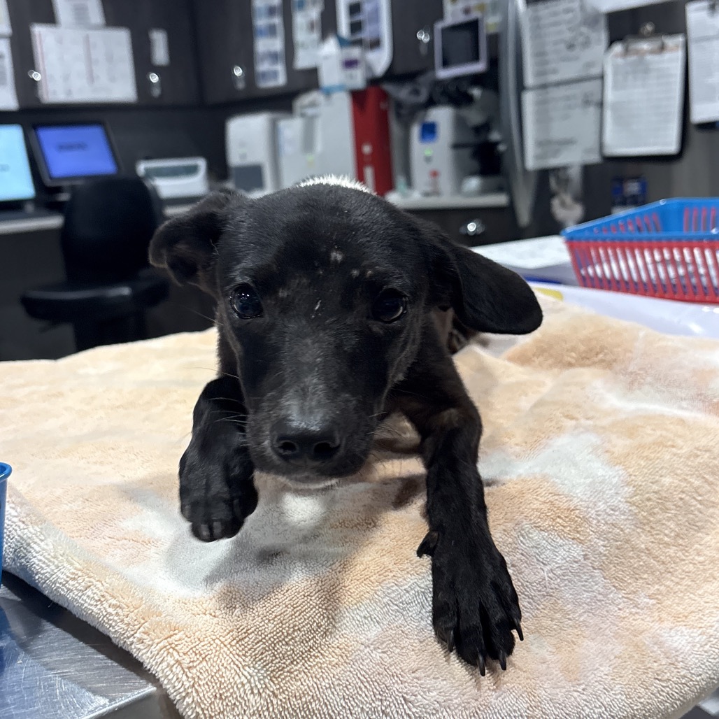 Shelter Stray Female Dog last seen , 3607 N Armenia Ave, Tampa, FL 33607, USA