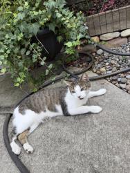 Reunited Unknown Cat last seen Randolph Road and Shasta lane, Charlotte, NC 28211