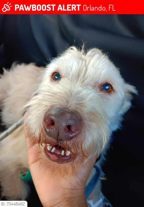 Lost Female Dog last seen Pine hills road by family dollar, Orlando, FL 32811