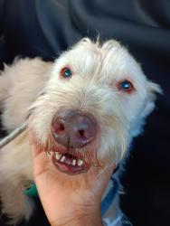 Lost Female Dog last seen Pine hills road by family dollar, Orlando, FL 32811