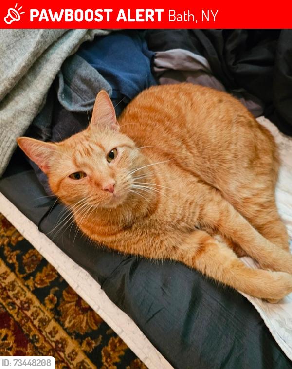 Lost Male Cat last seen New York State Route 53 (NY-53) and Interstate 86 (I-86) Exit 37, Bath, NY 14810
