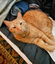 Lost Male Cat last seen New York State Route 53 (NY-53) and Interstate 86 (I-86) Exit 37, Bath, NY 14810