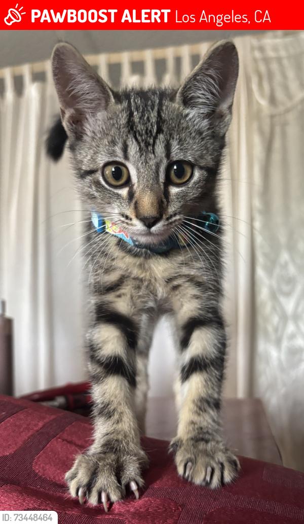 Lost Male Cat last seen Near Gavina Ave Unit 518, Los Angeles, CA 91342