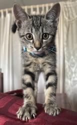 Lost Male Cat last seen Near Gavina Ave Unit 518, Los Angeles, CA 91342
