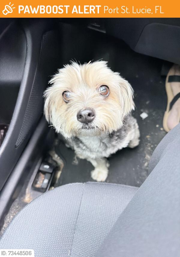 Found/Stray Unknown Dog last seen Idol Ave, Port St. Lucie, FL 34953