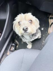 Found/Stray Unknown Dog last seen Idol Ave, Port St. Lucie, FL 34953