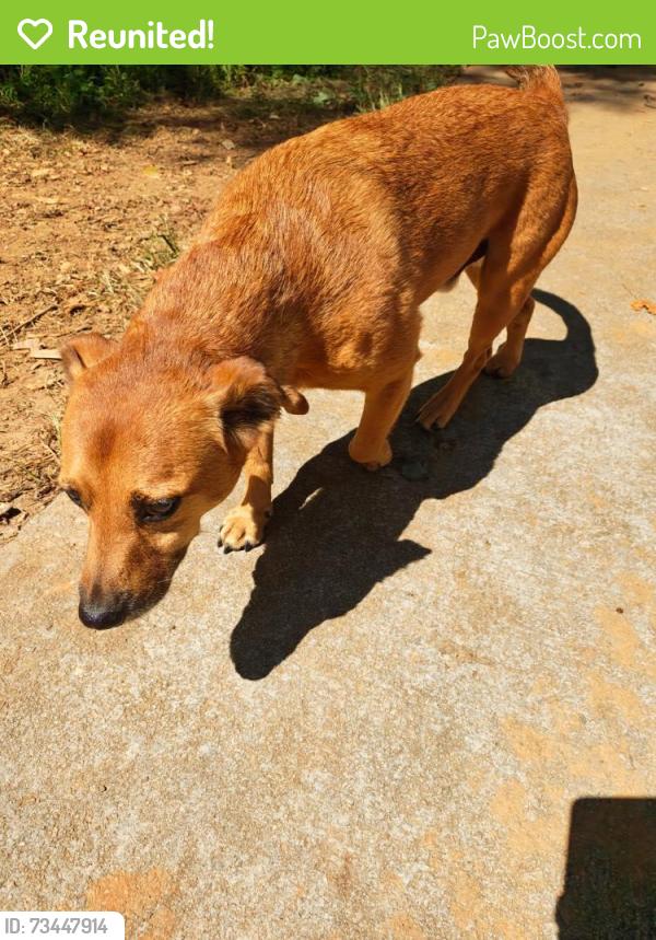 Reunited Male Dog last seen Muscadine valley, Gainesville, GA 30506