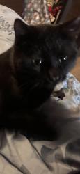 Lost Male Cat last seen Clontarf, and Burlingame, near Avondale west, Topeka, KS 66611