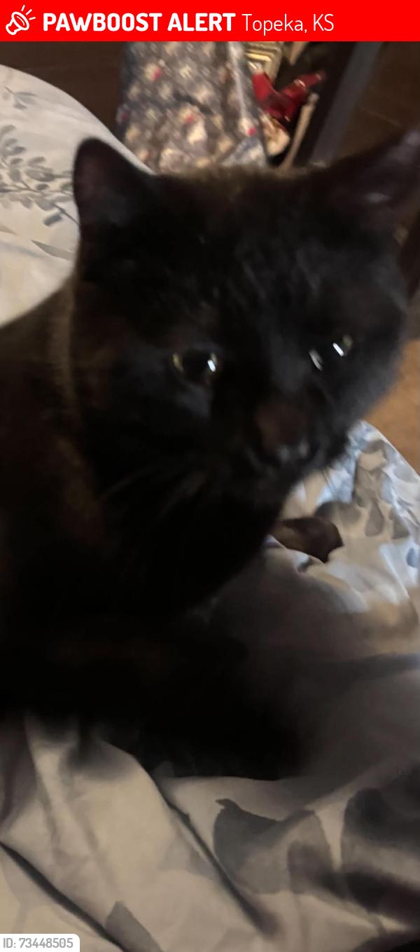 Lost Male Cat last seen Clontarf, and Burlingame, near Avondale west, Topeka, KS 66611