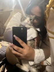 Lost Female Cat last seen North Fairhill, 4105, Philadelphia, PA 19140
