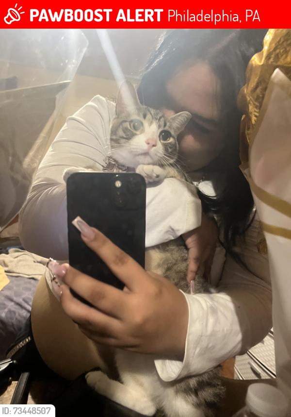 Lost Female Cat last seen North Fairhill, 4105, Philadelphia, PA 19140