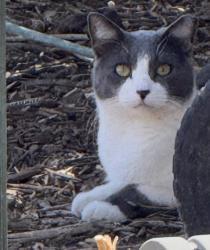 Found/Stray Unknown Cat last seen cobblestone farms drive, Maricopa, AZ 85139