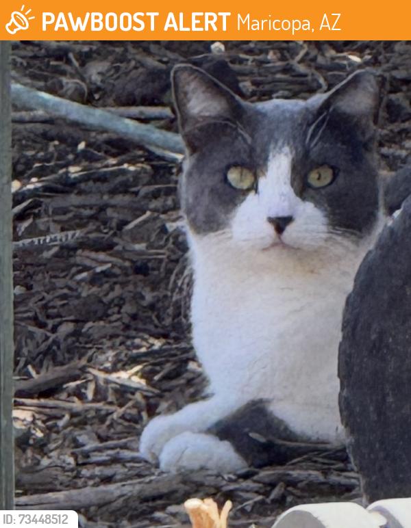 Found/Stray Unknown Cat last seen cobblestone farms drive, Maricopa, AZ 85139